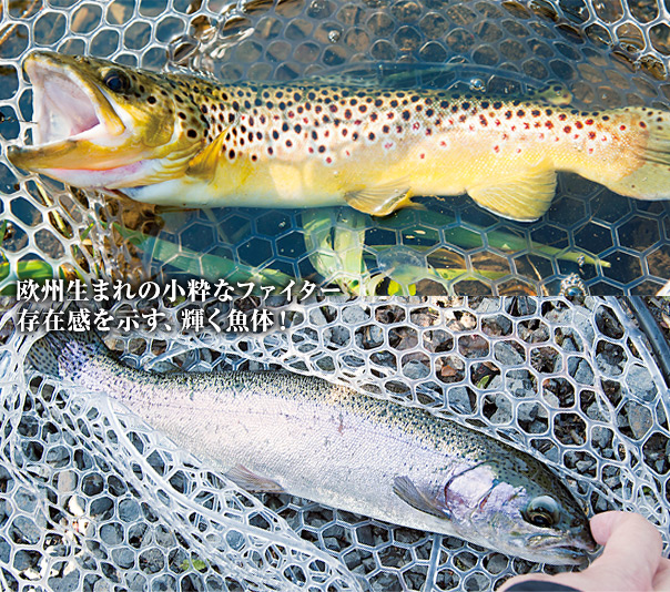 欧州生まれの小粋なファイター
存在感を示す、輝く魚体!